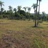 Lote en Acahay con palmeras vista