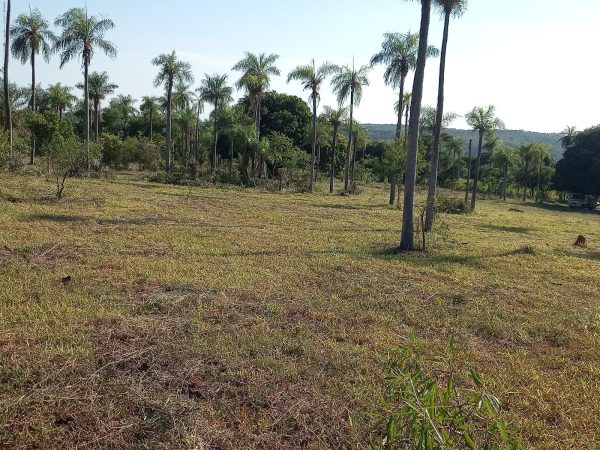 Lote en Acahay con palmeras vista